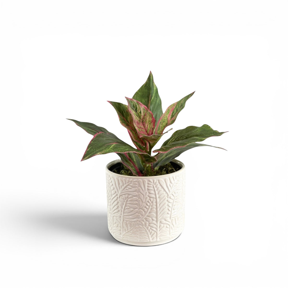 DIEFFENBACHIA P/G IN SUNDAY POT