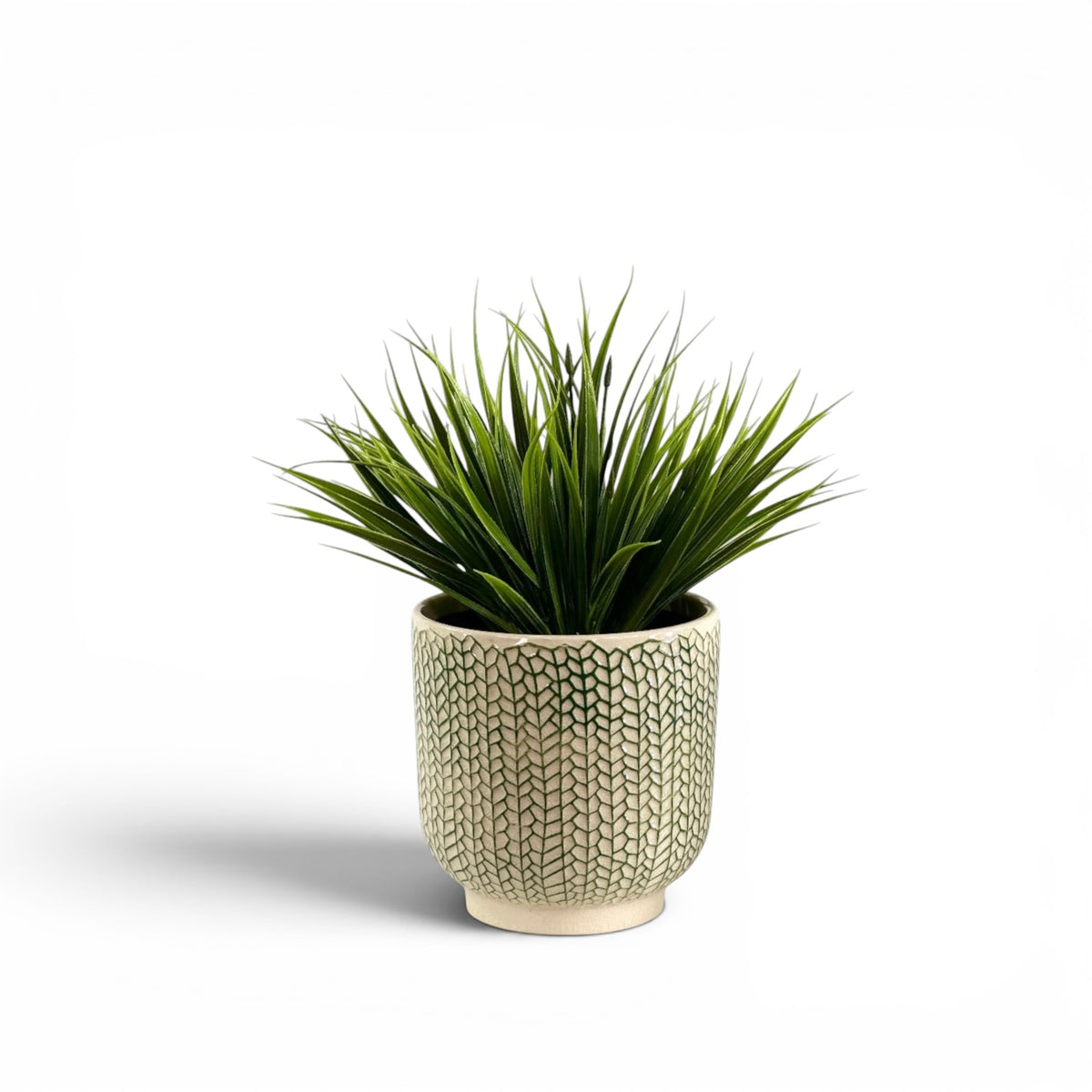 GRASS HEAD IN CREEPING IVY POT