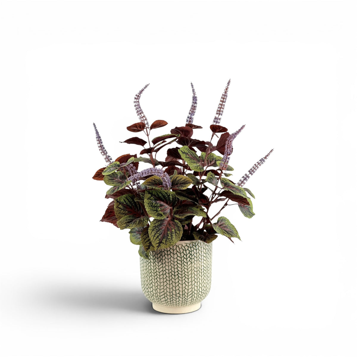 PERILLA FILLER IN CREEPING IVY POT