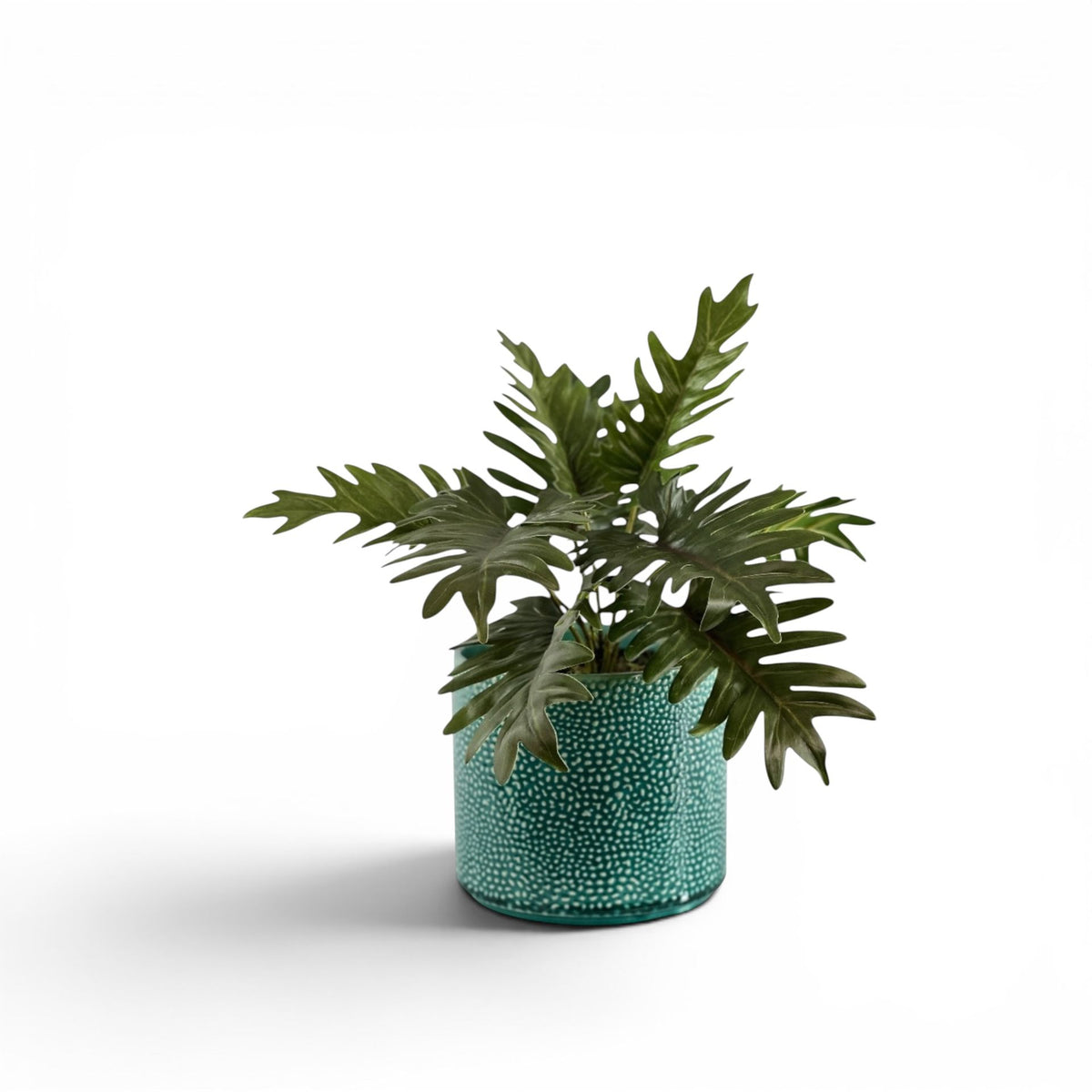 PHILODENDRON BUSH IN ALIWAL POT