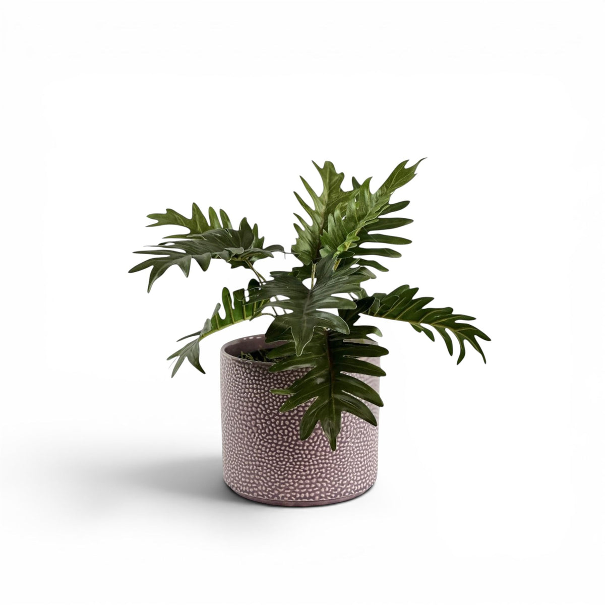 PHILODENDRON BUSH IN CORNELIA STREET POT
