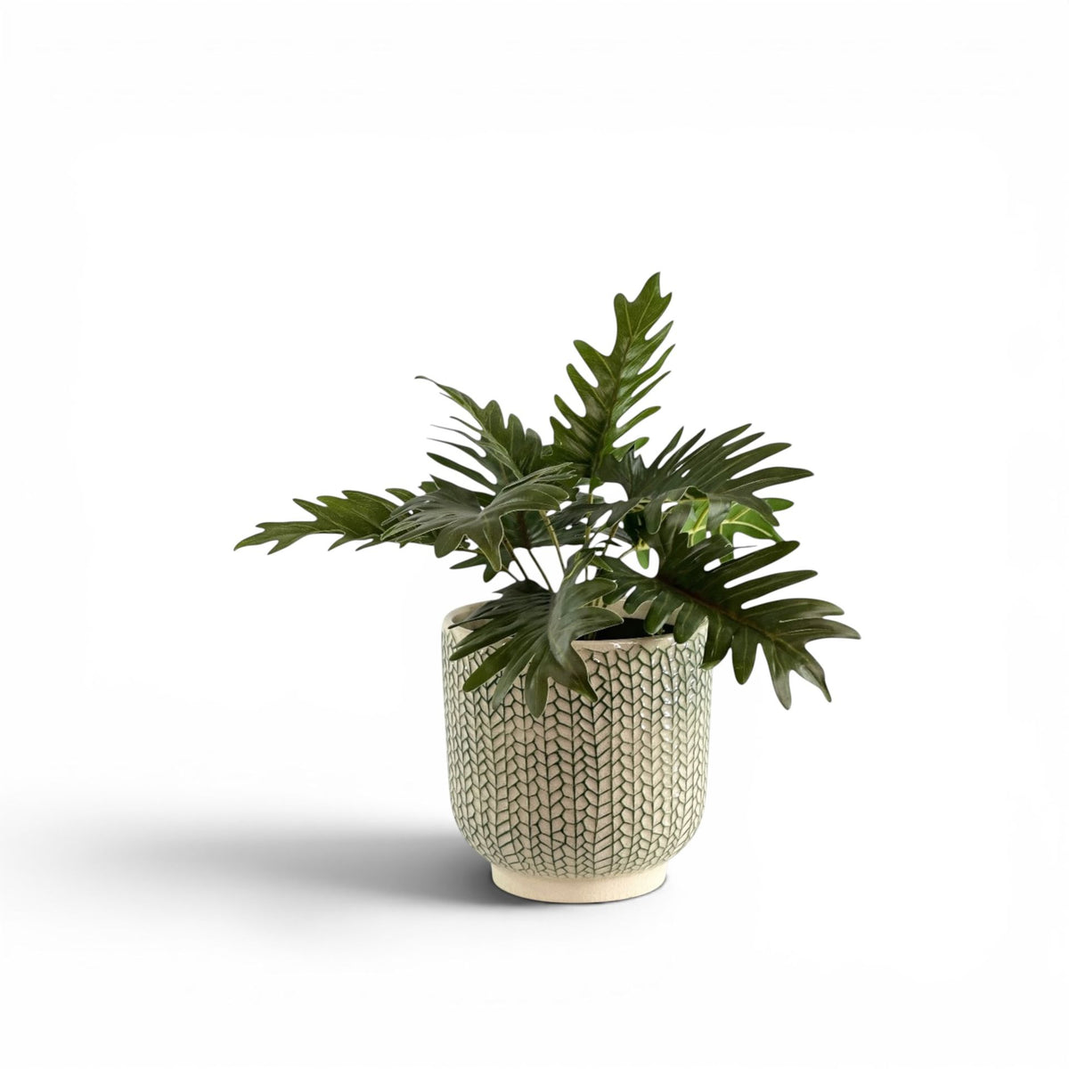 PHILODENDRON IN CREEPING IVY POT