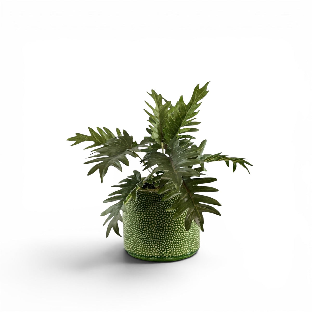 PHILODENDRON IN PESTO POT