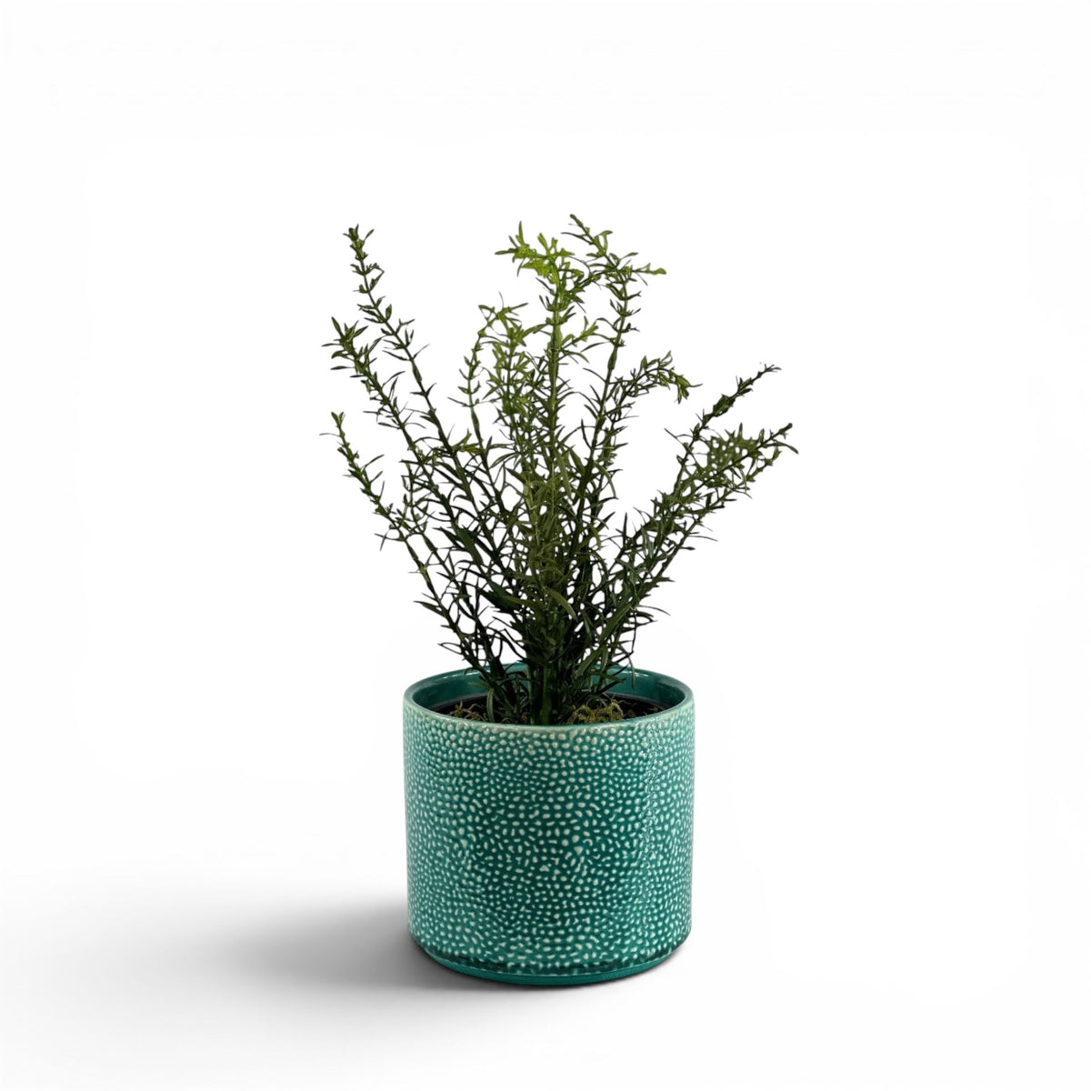 ROSEMARY BUSH IN ALIWAL POT