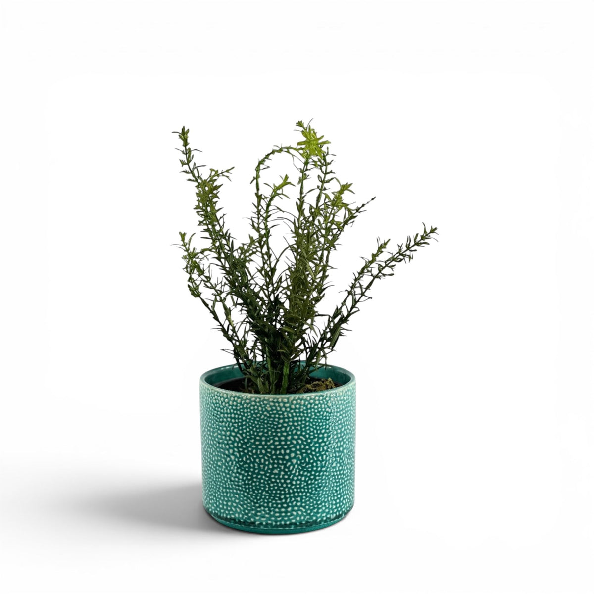 ROSEMARY BUSH IN ALIWAL POT