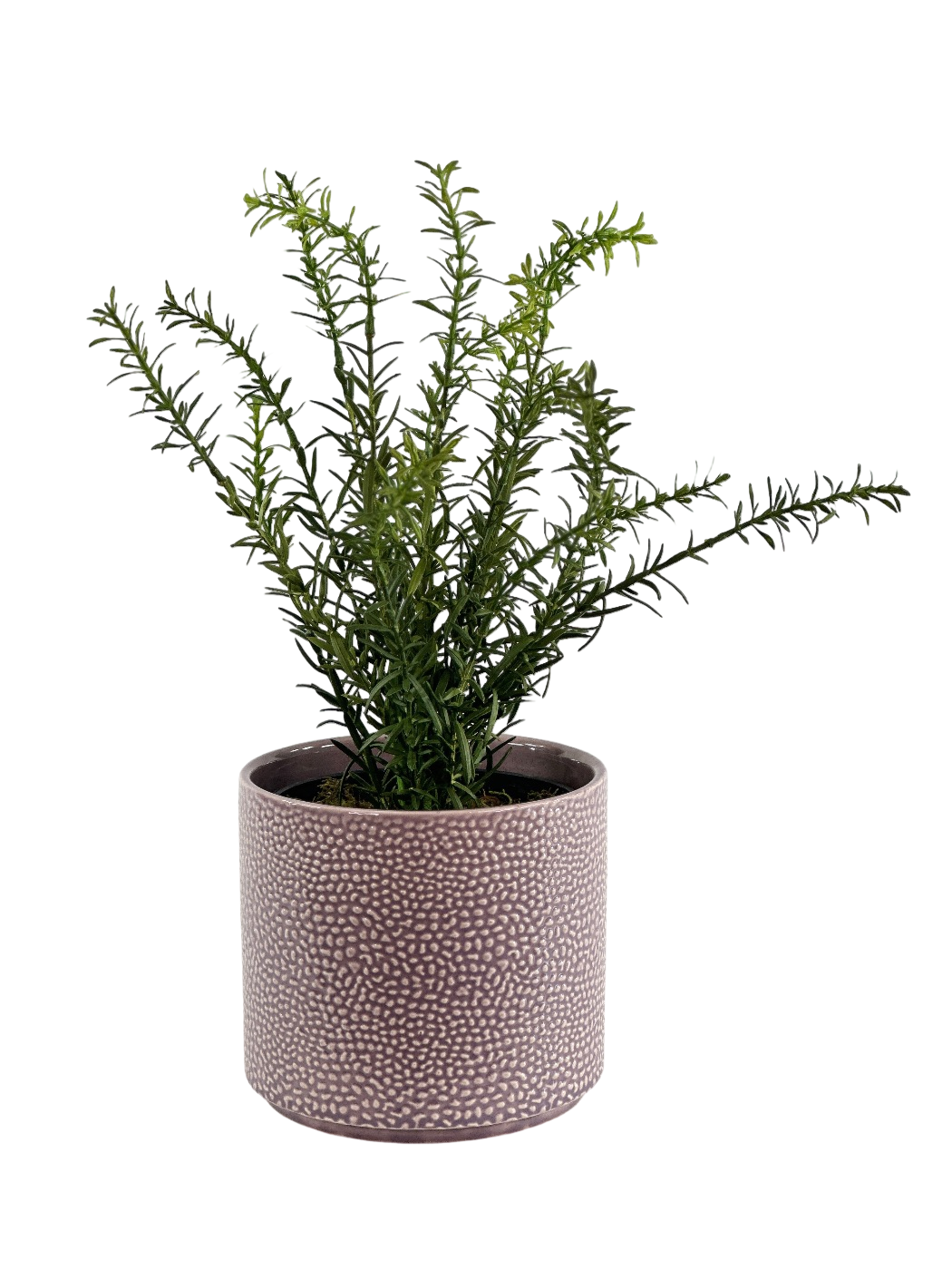 ROSEMARY BUSH IN CORNELIA STREET POT