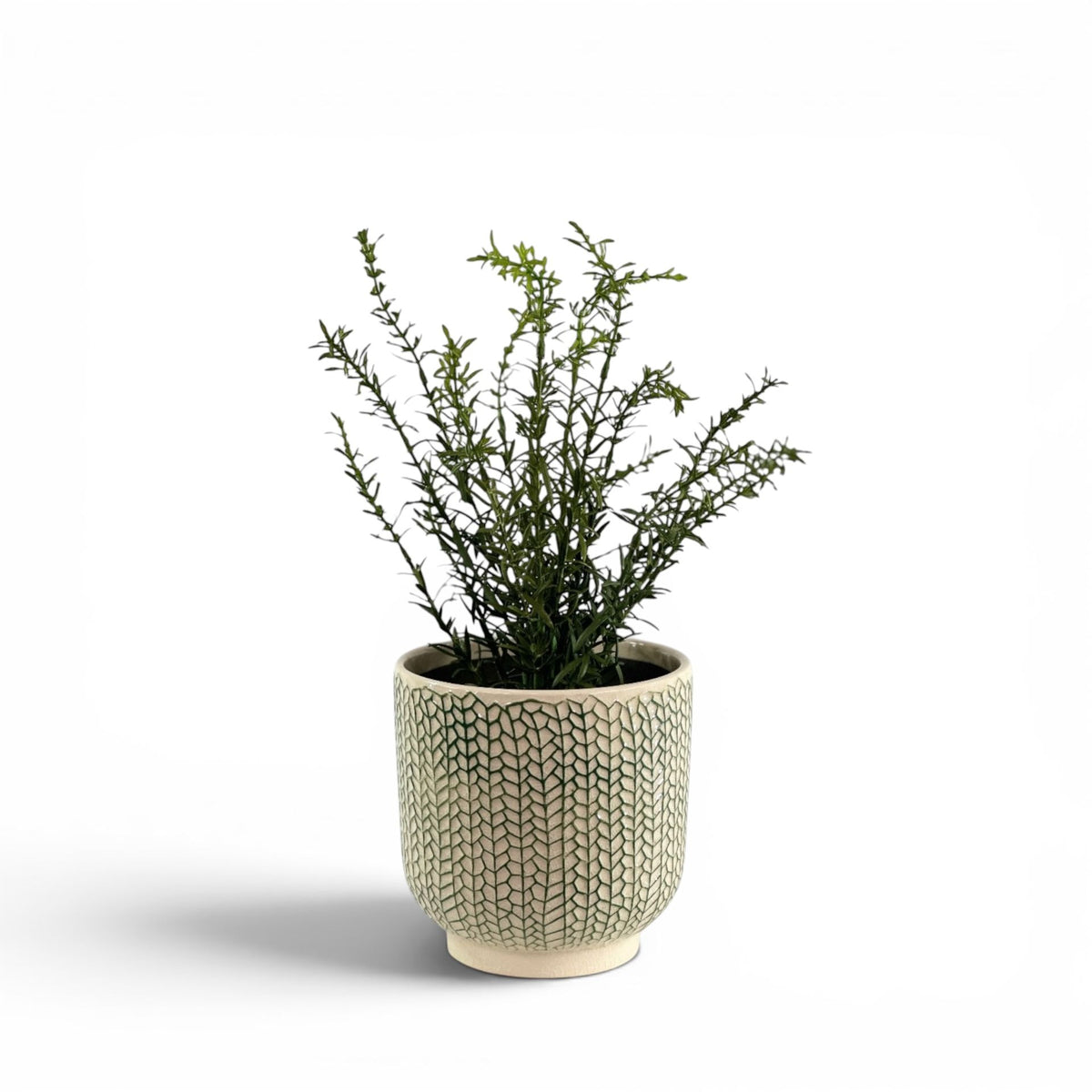 ROSEMARY BUSH IN CREEPING IVY POT