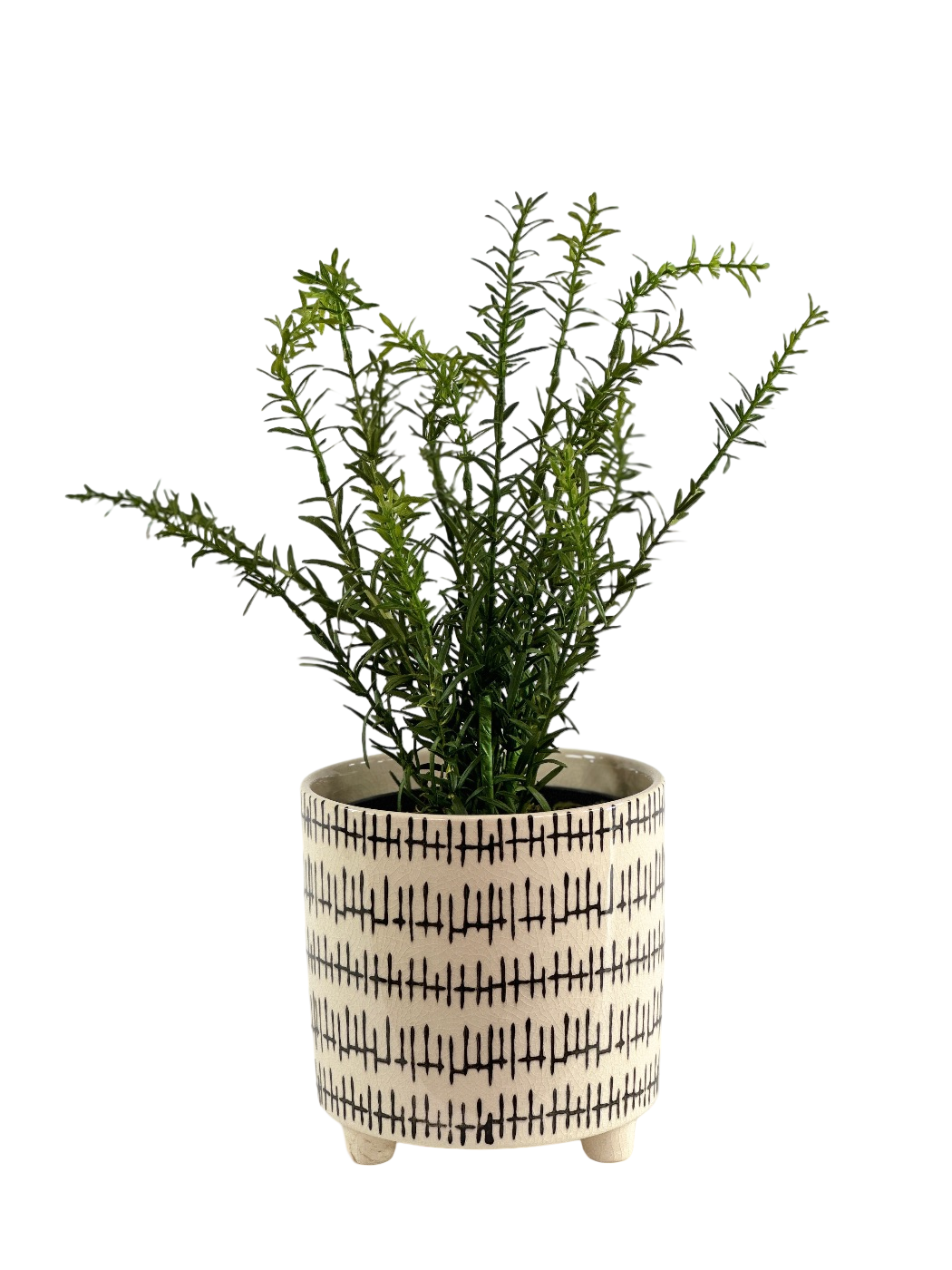ROSEMARY BUSH IN KRAAL POT
