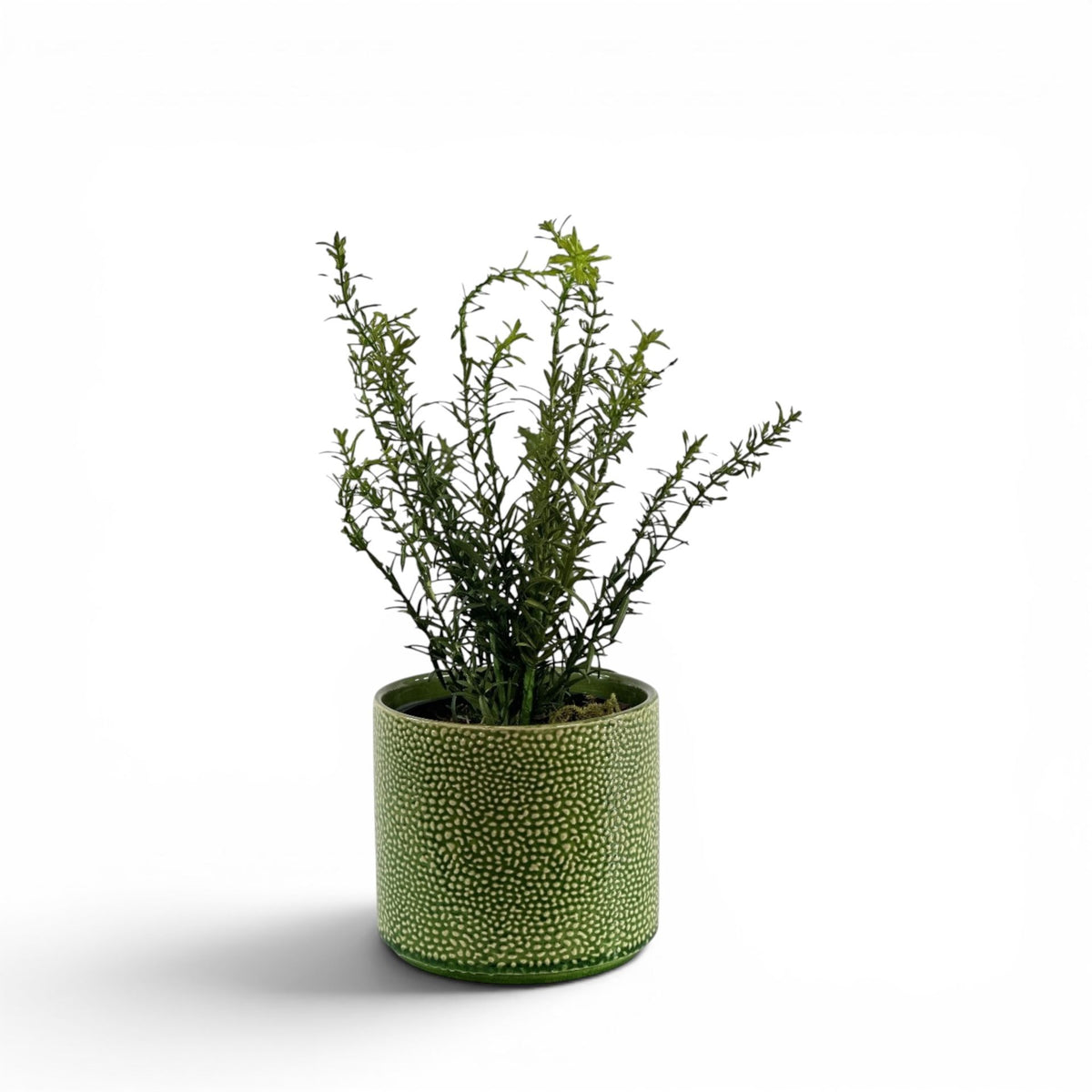ROSEMARY BUSH IN PESTO POT