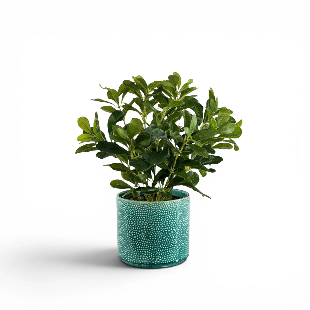 SCHEFFLERA IN ALIWAL POT