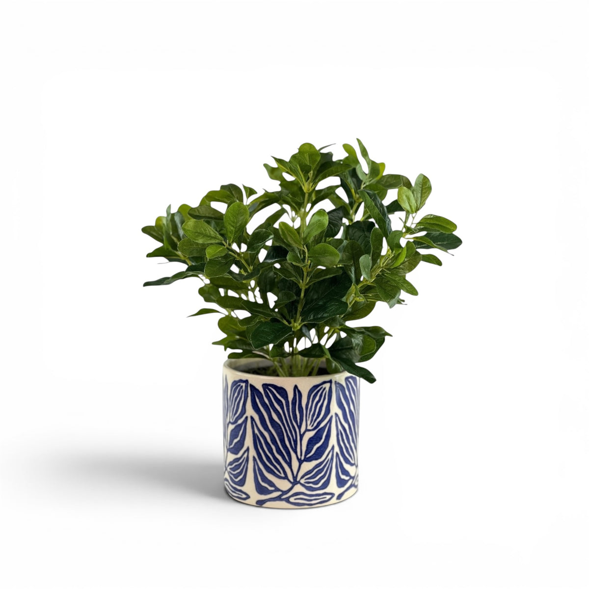 SCHEFFLERA IN ATHENA POT