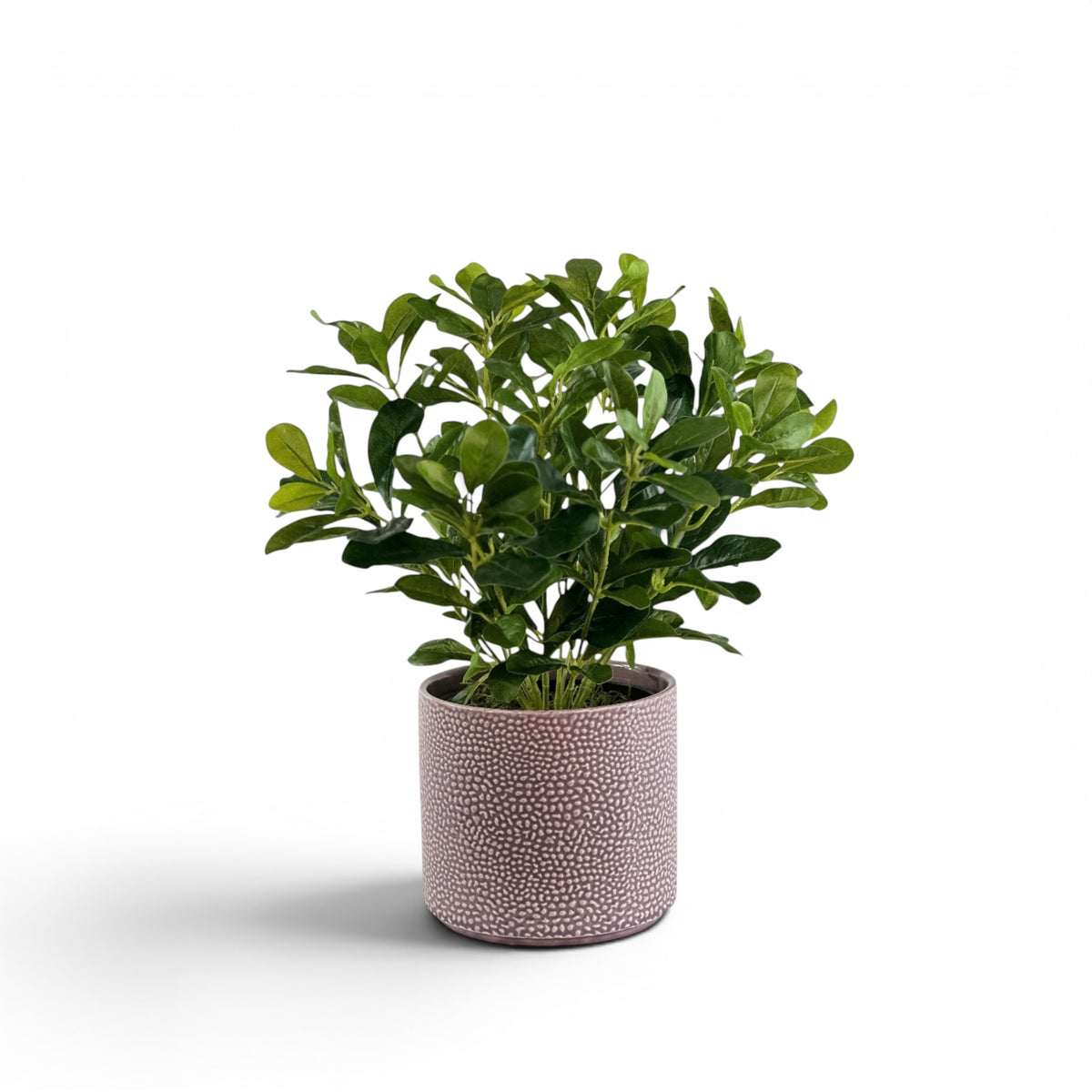 SCHEFFLERA IN CORNELIA STREET POT