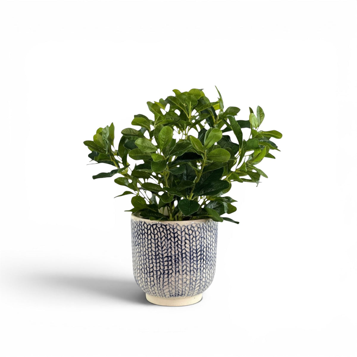 SCHEFFLERA IN DEEP BLUE POT