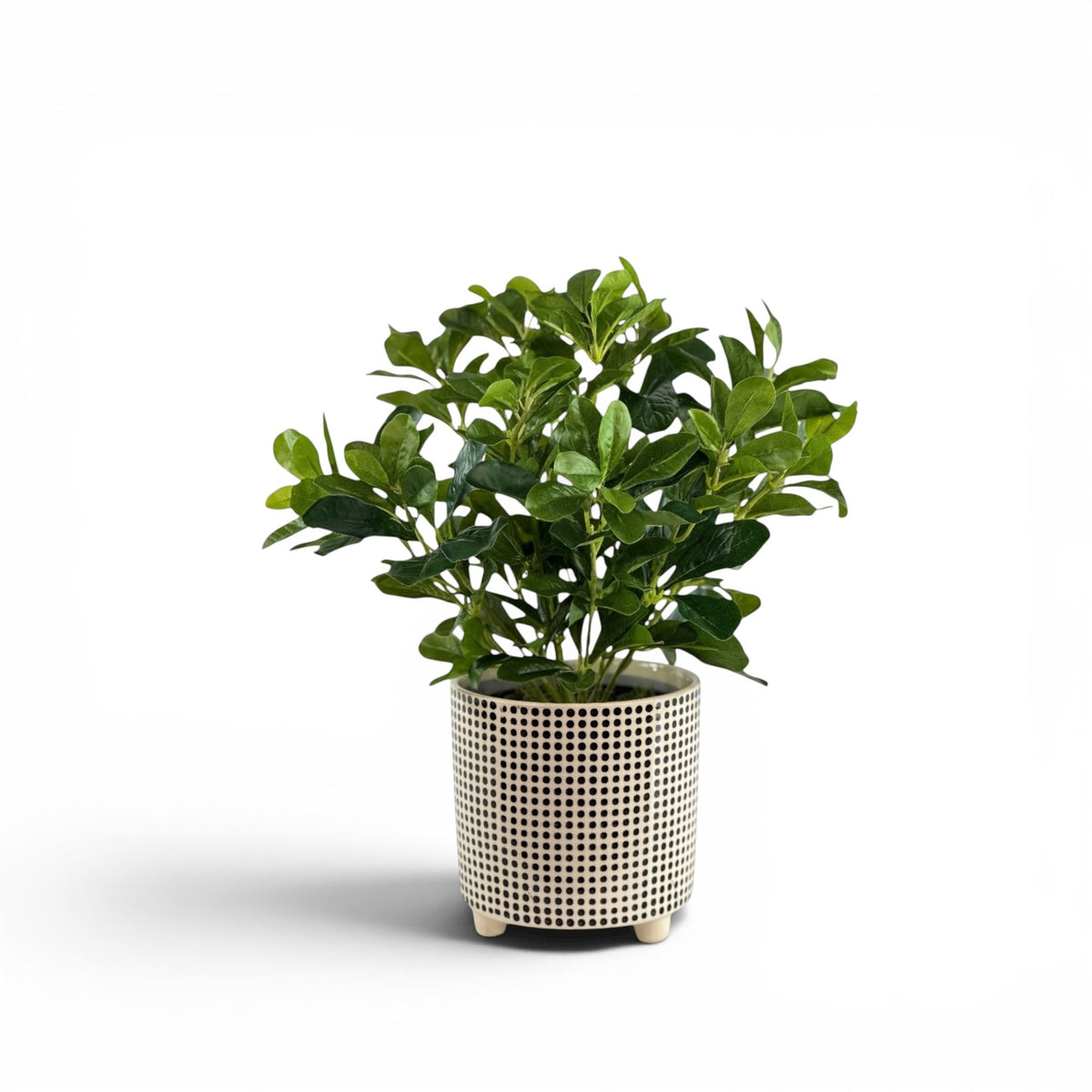 SCHEFFLERA IN DOT POT