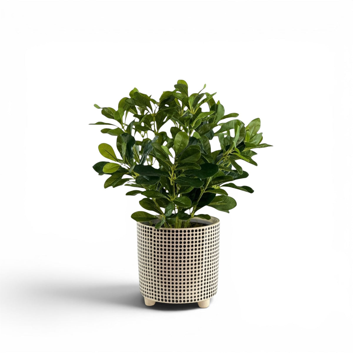 SCHEFFLERA IN DOT POT