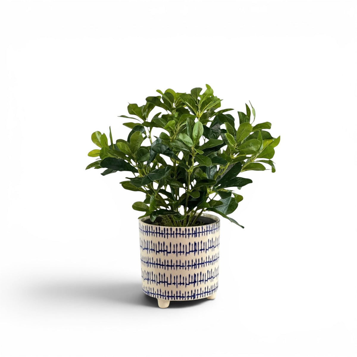 SCHEFFLERA IN KRAAL POT