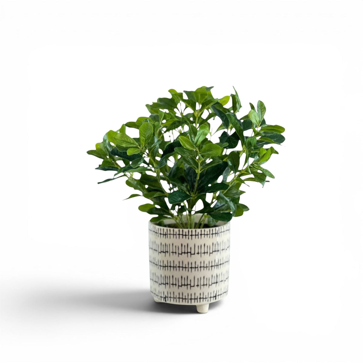 SCHEFFLERA IN KRAAL POT