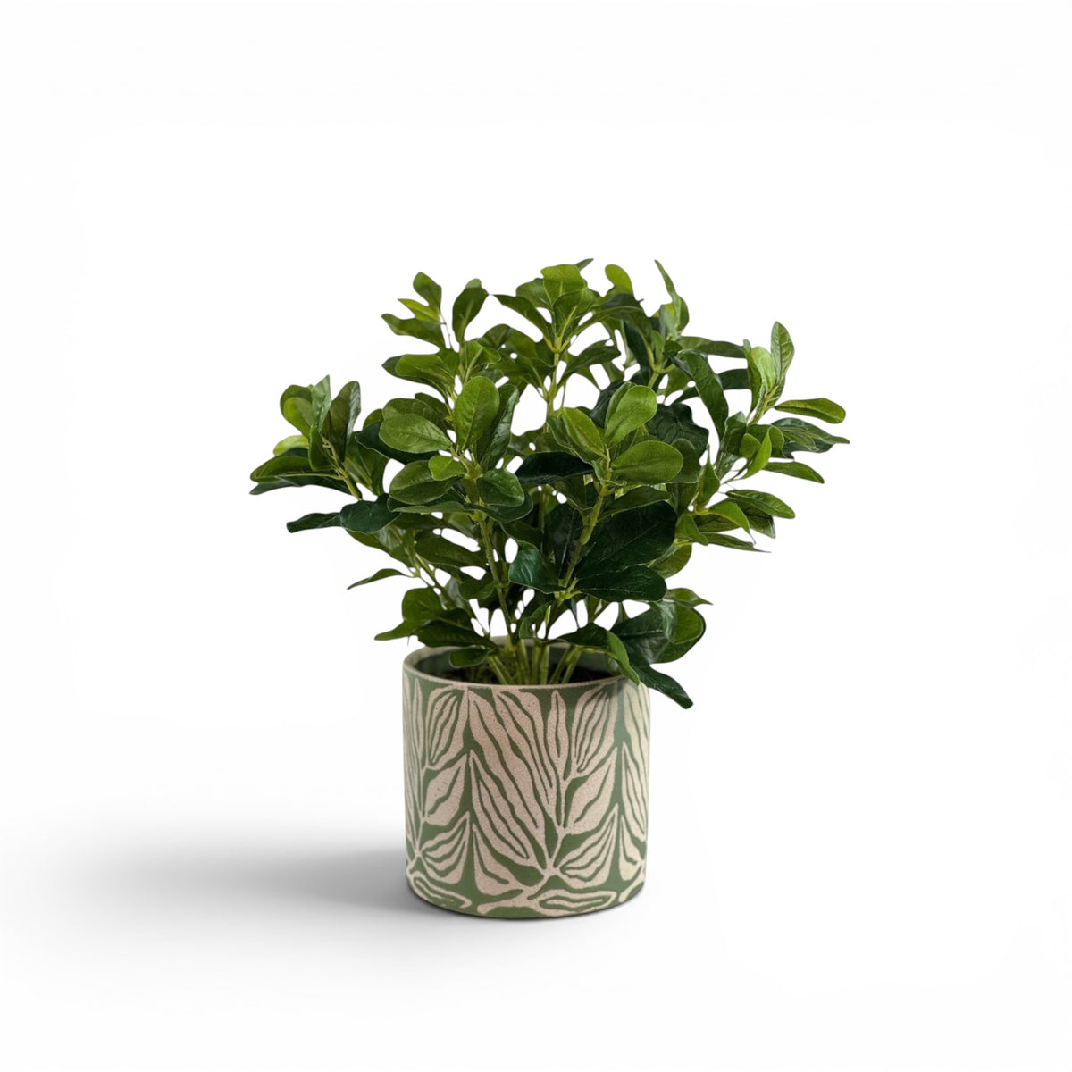 SCHEFFLERA IN LEA POT