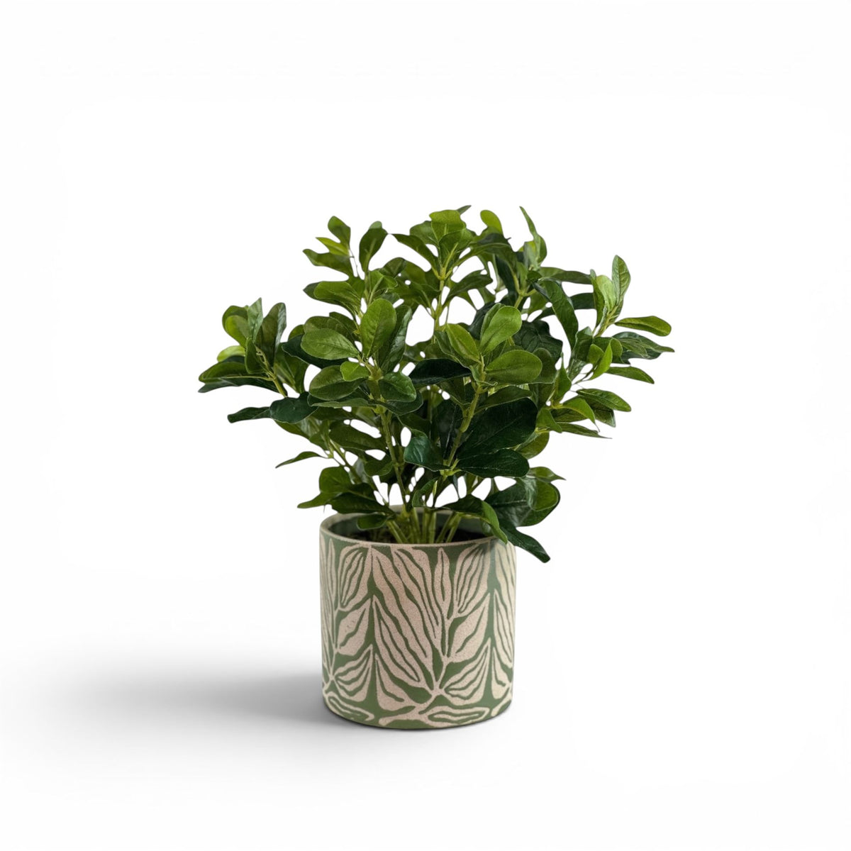 SCHEFFLERA IN LEA POT