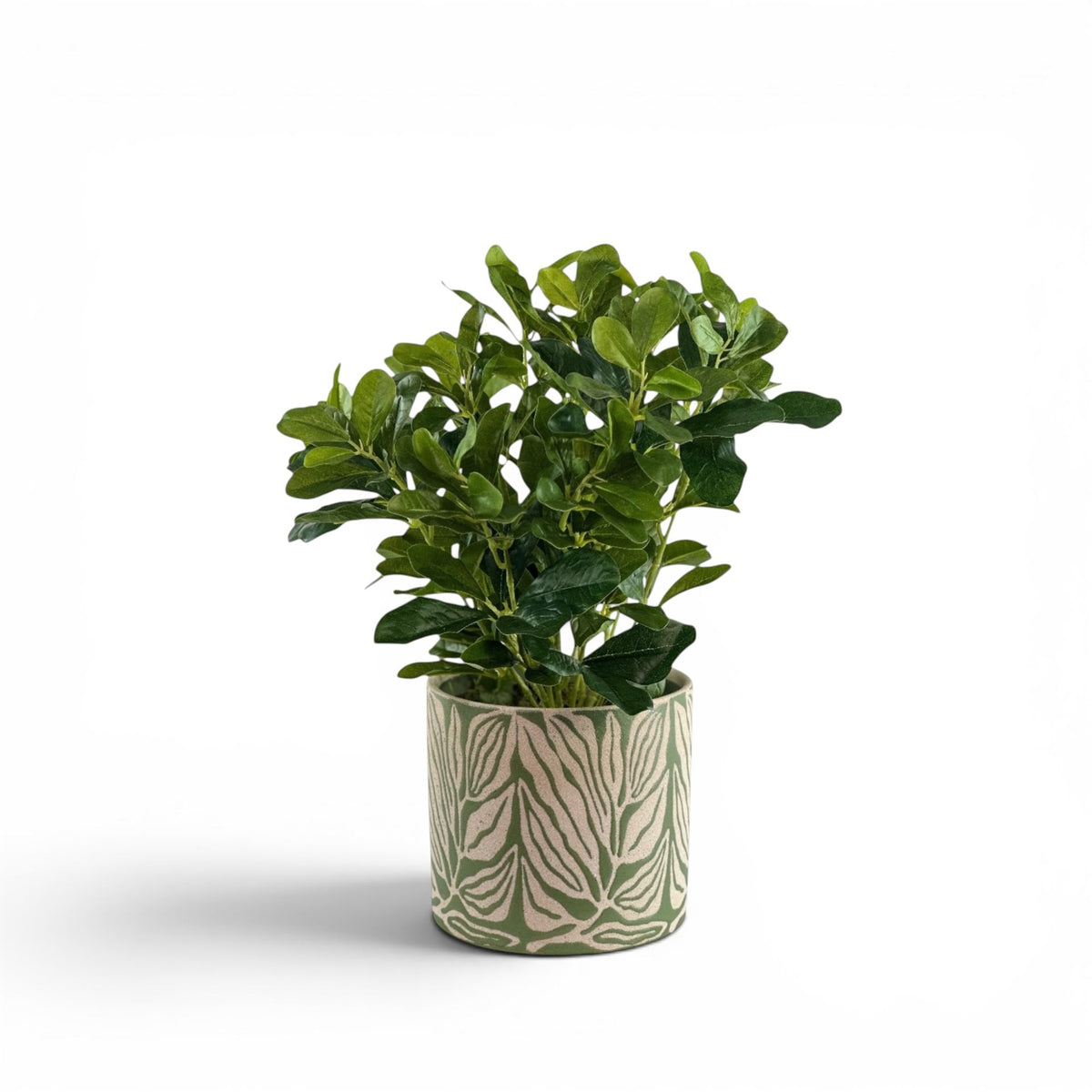 SCHEFFLERA IN LEA POT