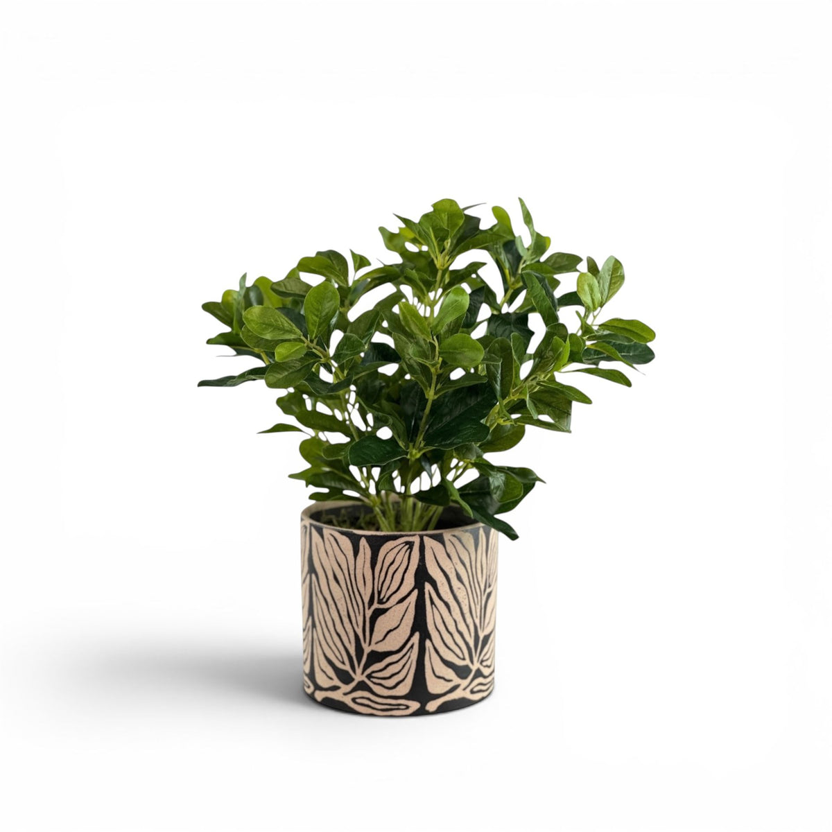 SCHEFFLERA IN LINO POT