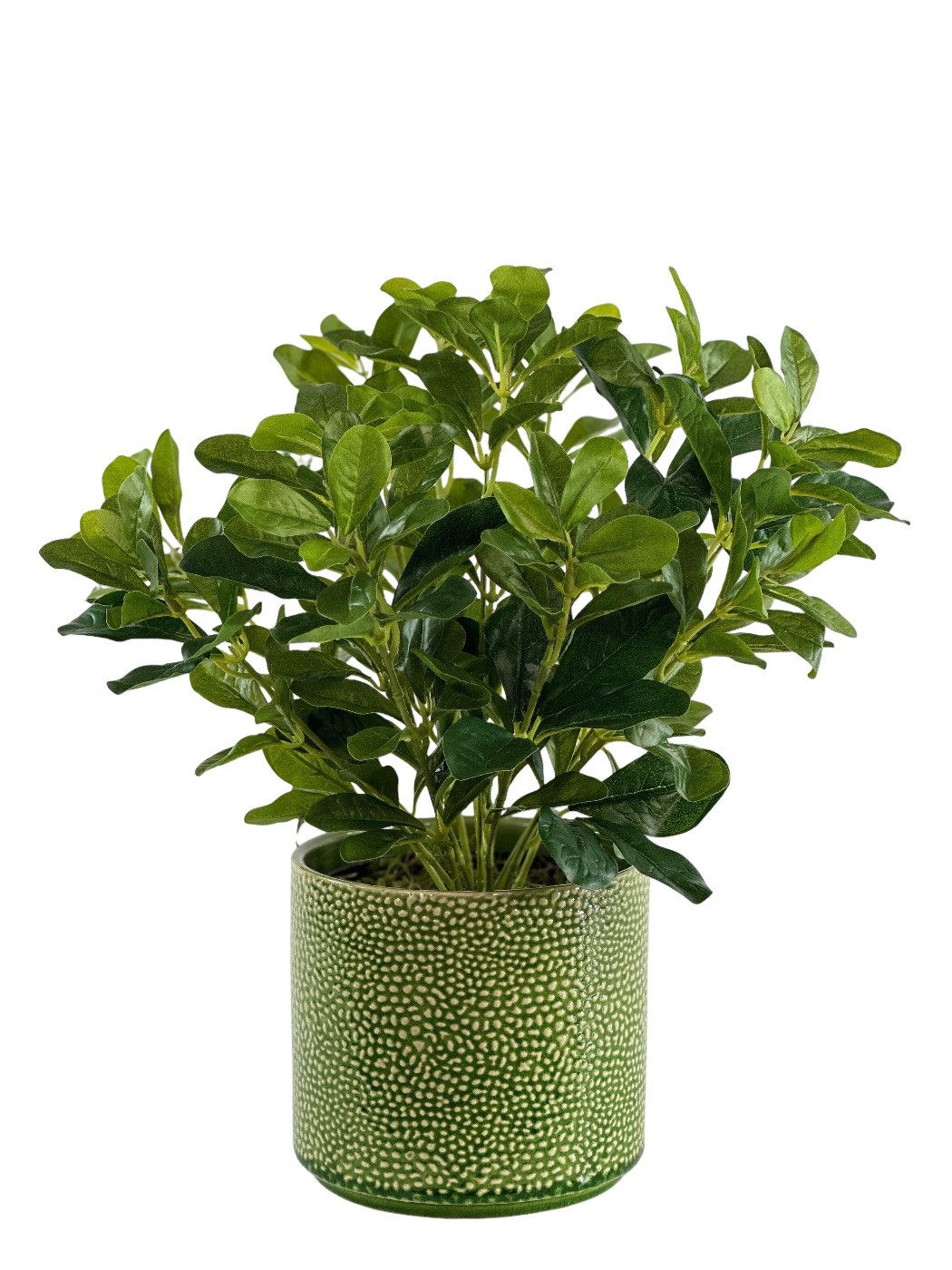 SCHEFFLERA IN PESTO POT