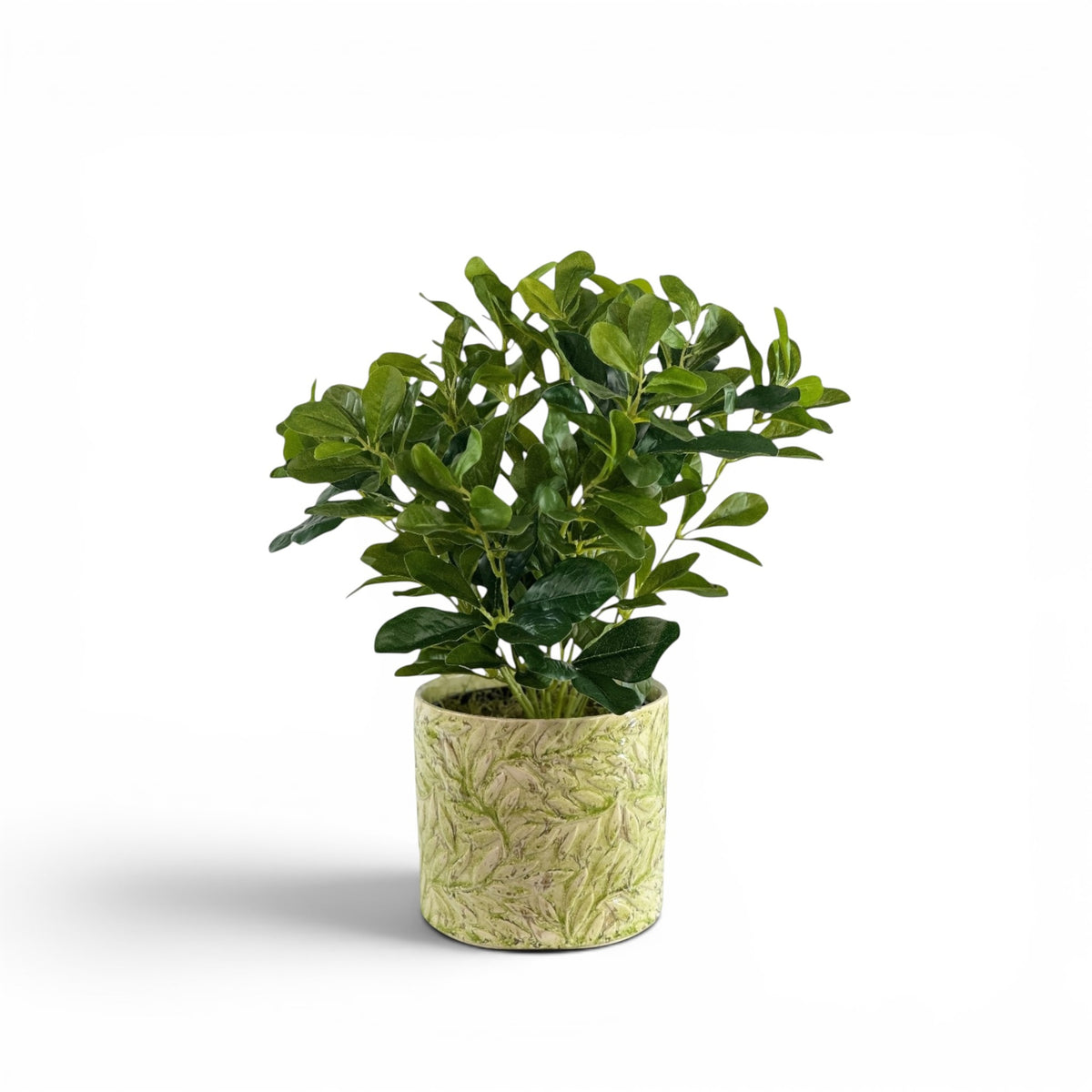 SCHEFFLERA IN SECRET GARDEN POT