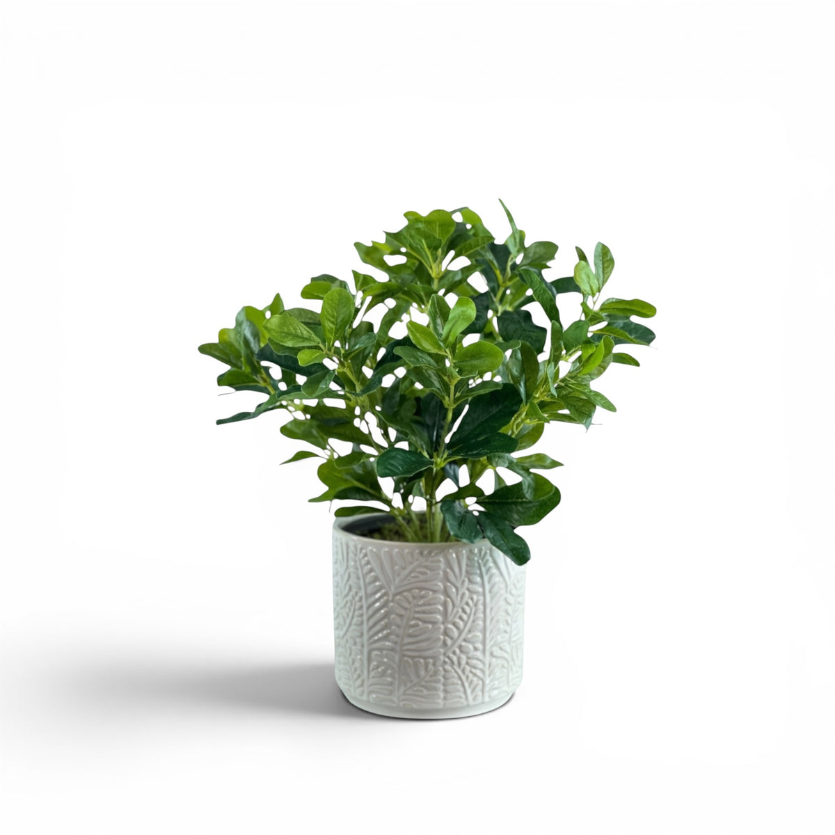 SCHEFFLERA IN SUNDAY POT