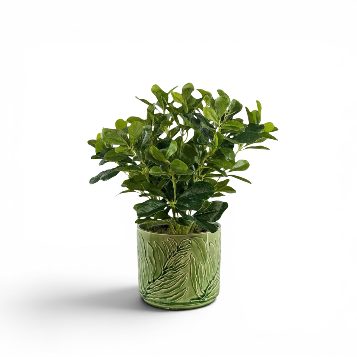 SCHEFFLERA IN WILDER POT
