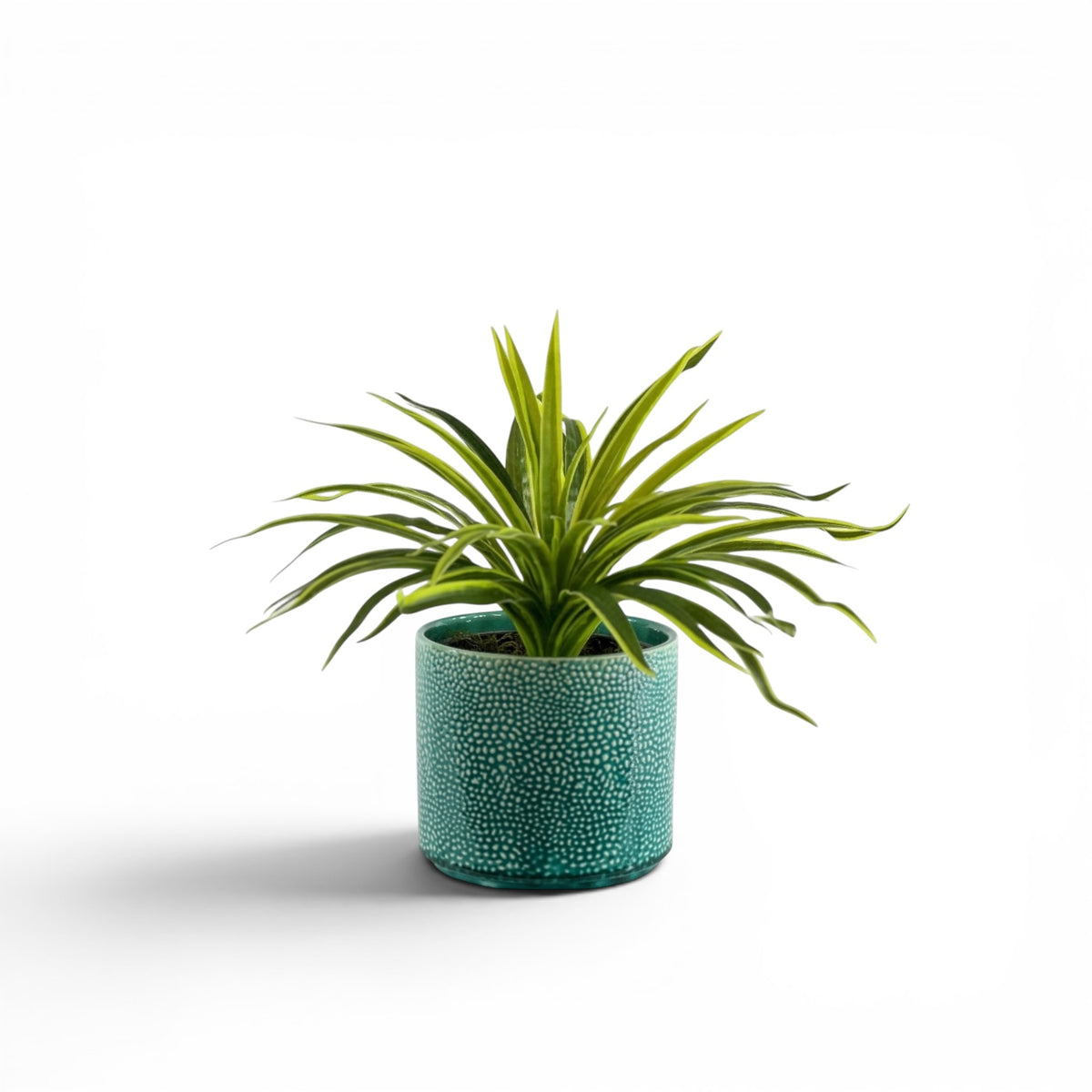 SPIDER BUSH IN ALIWAL POT