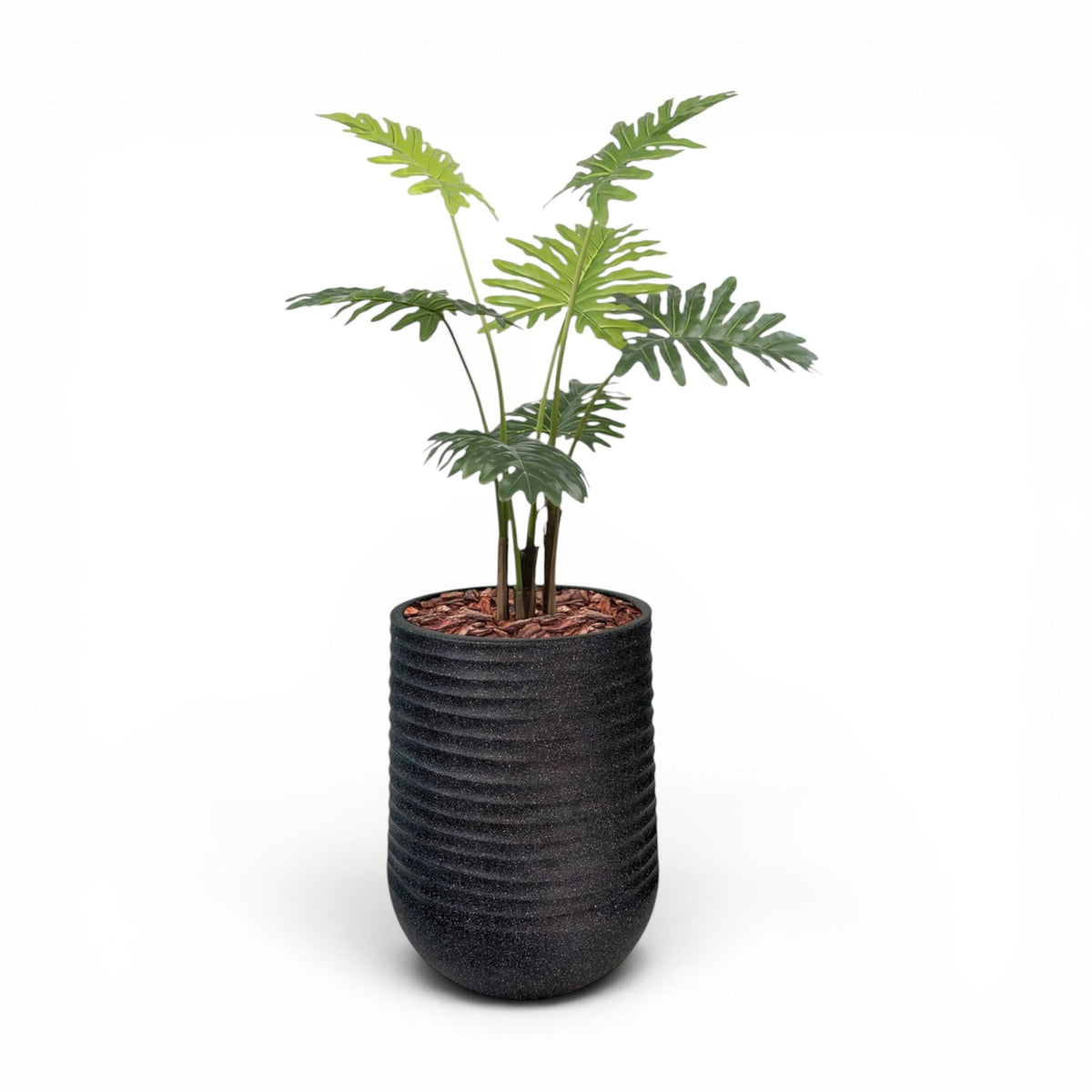 Artemis Planter L 53x69.5 Black with  Philodendron 120cm