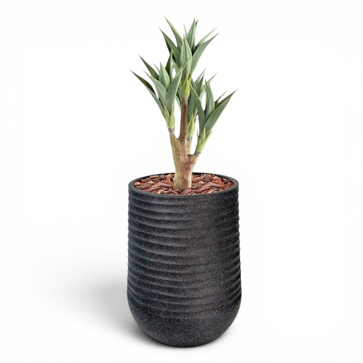 Artemis Planter L 53x69.5 Black  with Yucca 4 head 105cm