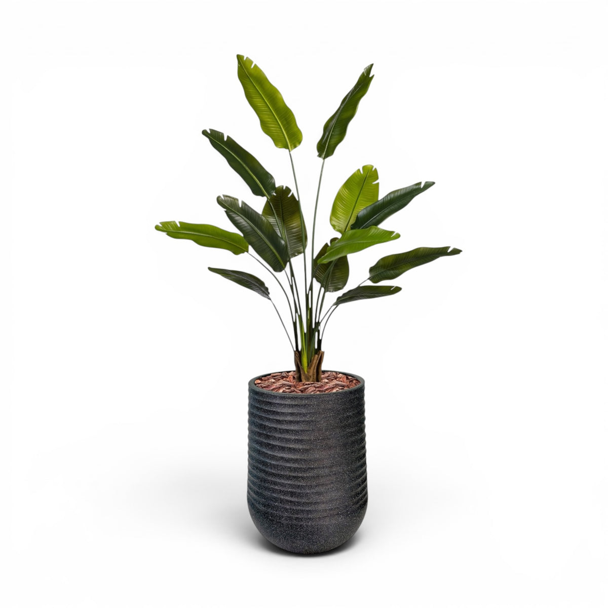 Artemis Planter L 53x69.5 Black  with Strelitzia 160cm