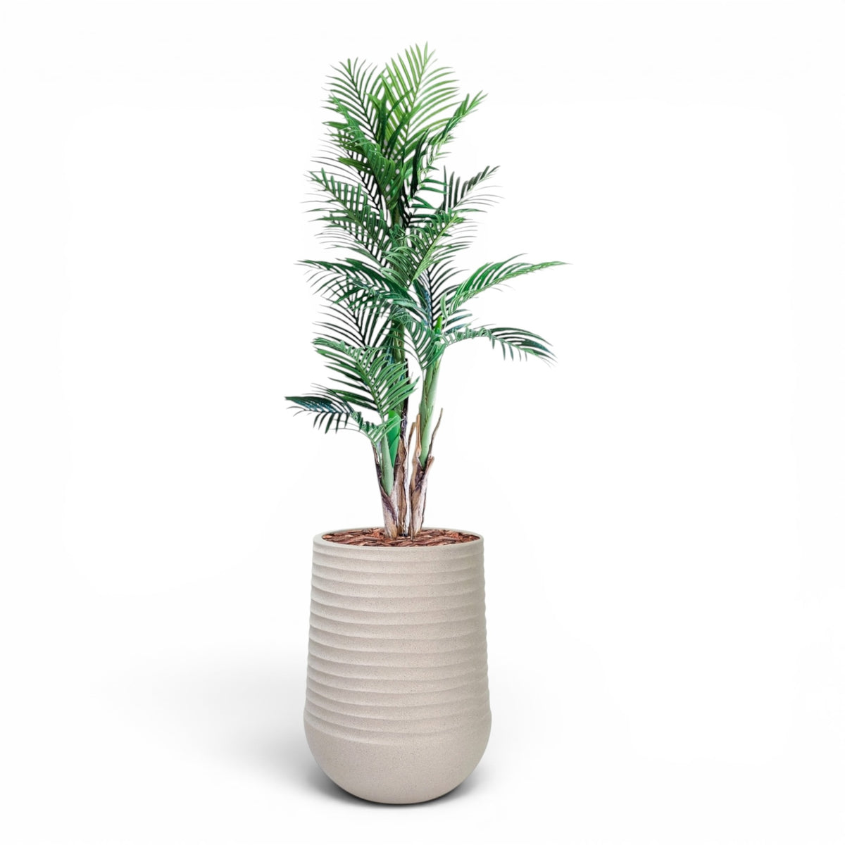 Artemis Planter L 53x69.5 Beige  with  Areca Palm 150cm
