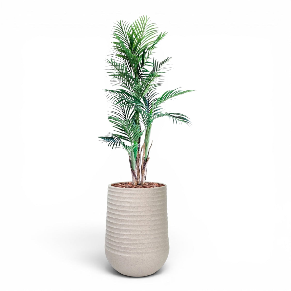 Artemis Planter L 53x69.5 Beige  with  Areca Palm 150cm