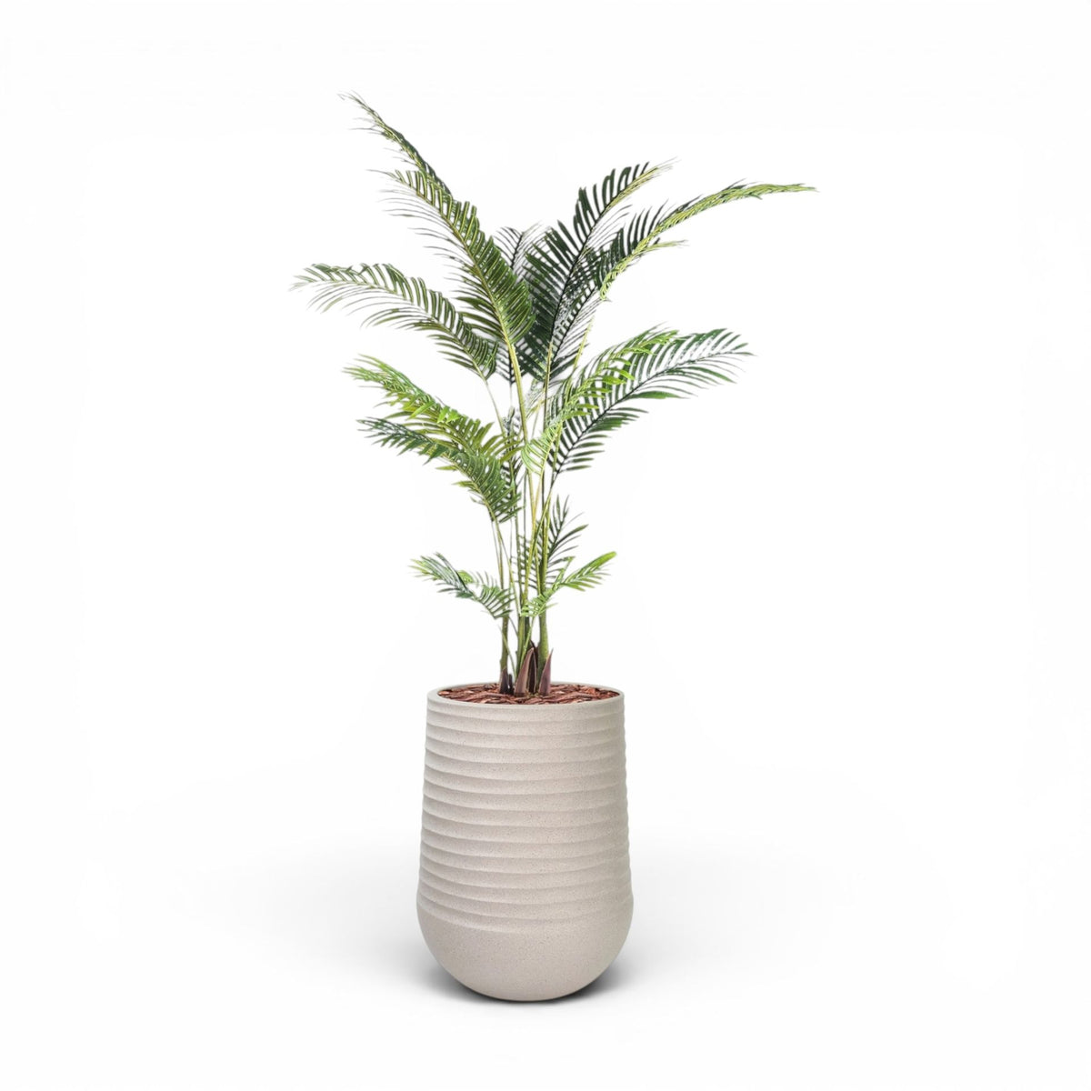 Artemis Planter L 53x69.5 Beige  with Areca Palm 170cm
