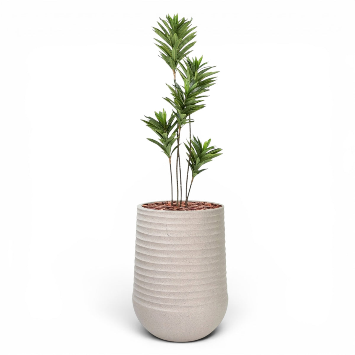 Artimis Planter L Beige With Dracaena Reflexa 120cm