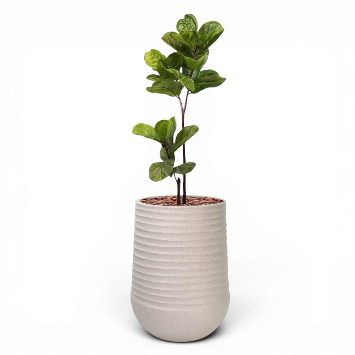 Artimis Planter L Beige With Fiddle Leaf Ficus 120cm