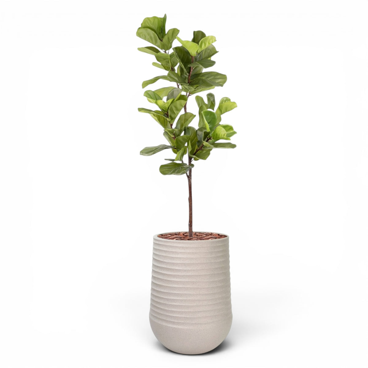 Artimis Planter L Beige With Fiddle Leaf Ficus 165cm