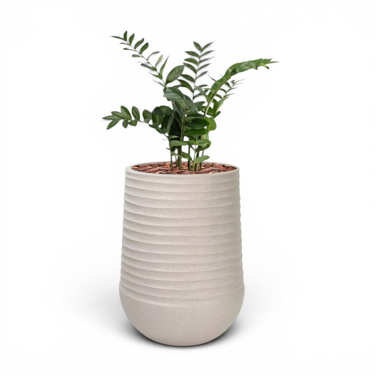 Artimis Planter L Beige With Zamifolia 90cm