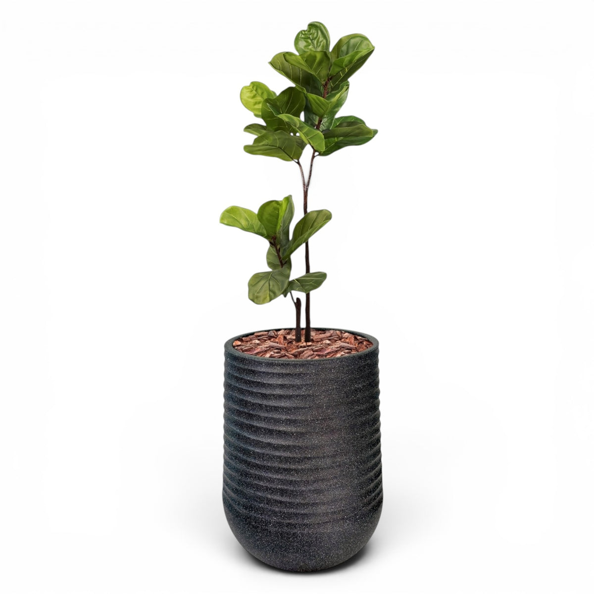 Artimis Planter L Black With Fiddle Leaf Ficus 120cm