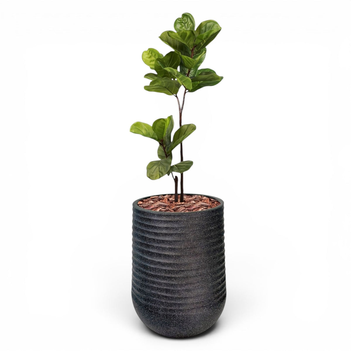 Artimis Planter L Black With Fiddle Leaf Ficus 120cm