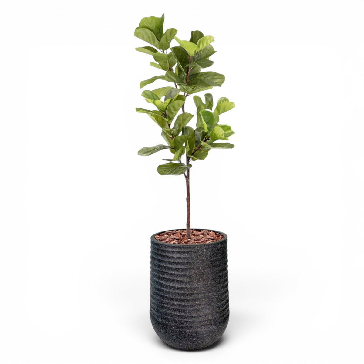 Artimis Planter L Black With Fiddle Leaf Ficus 165cm