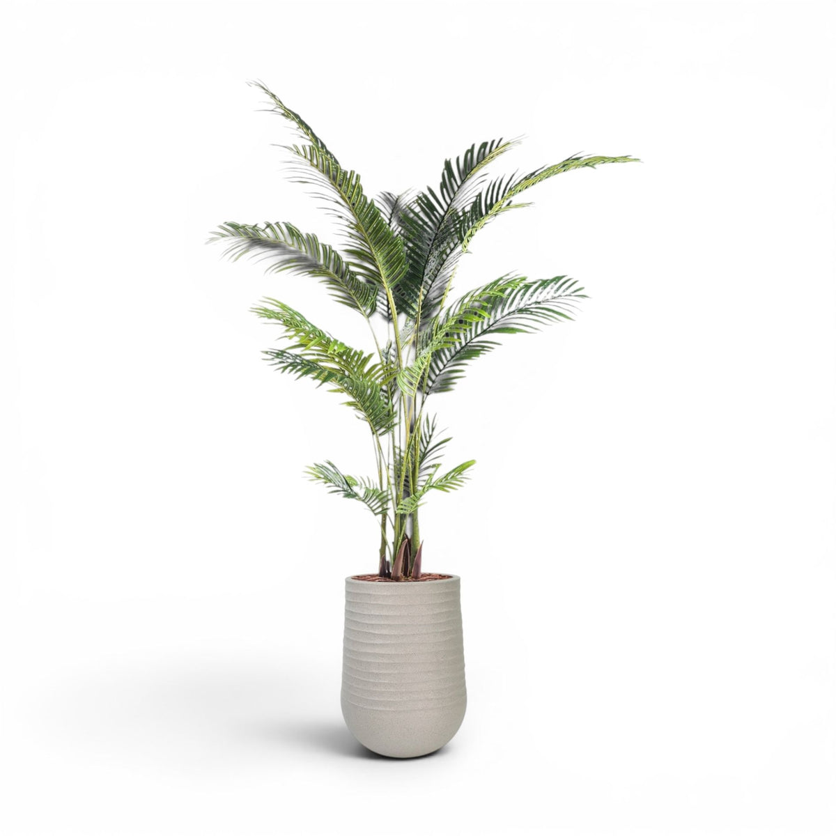 Artimis Planter M Beige With Areca Palm 170cm