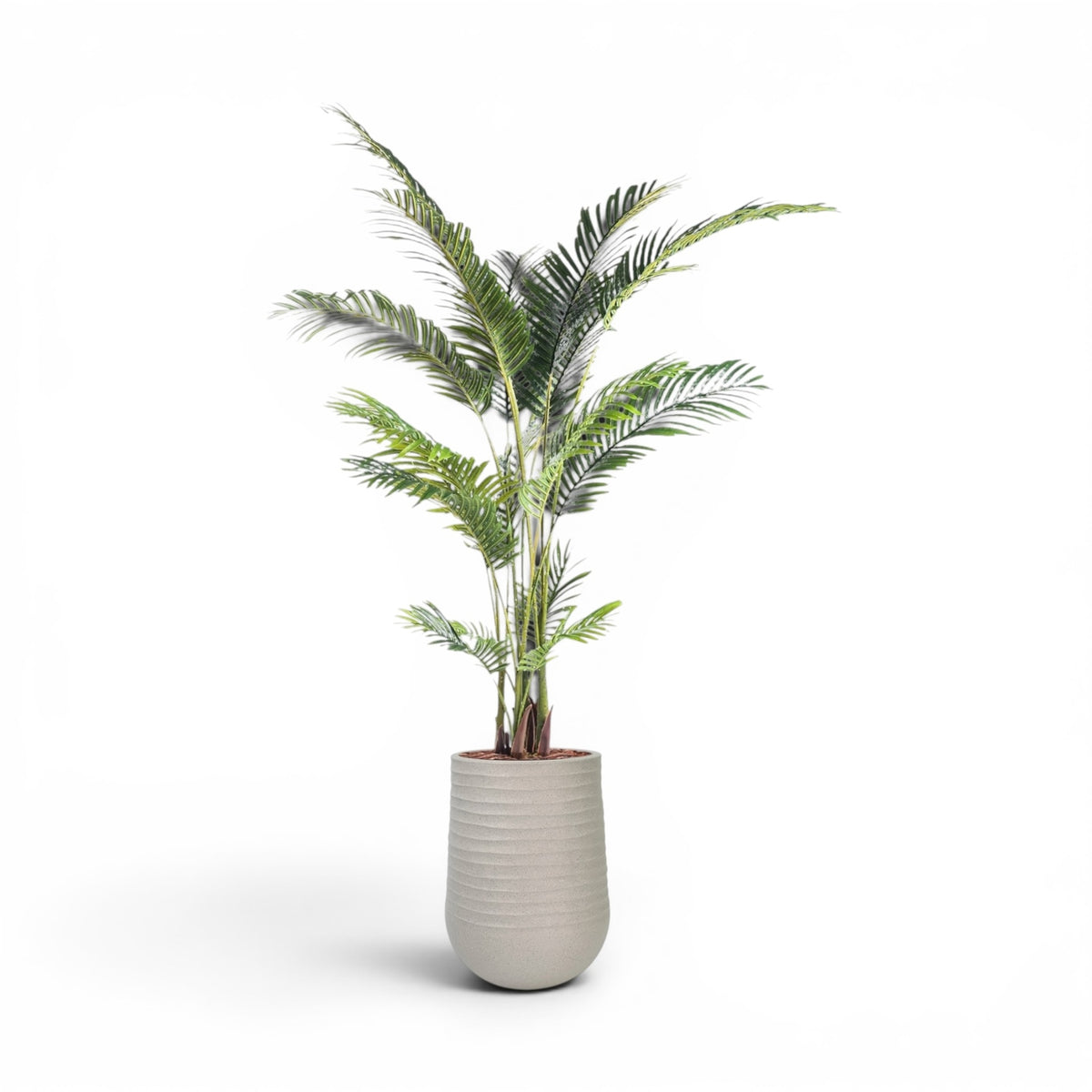 Artimis Planter M Beige With Areca Palm 170cm