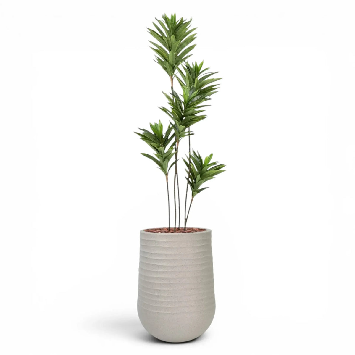Artimis Planter M Beige With Dracaena Reflexa 120cm