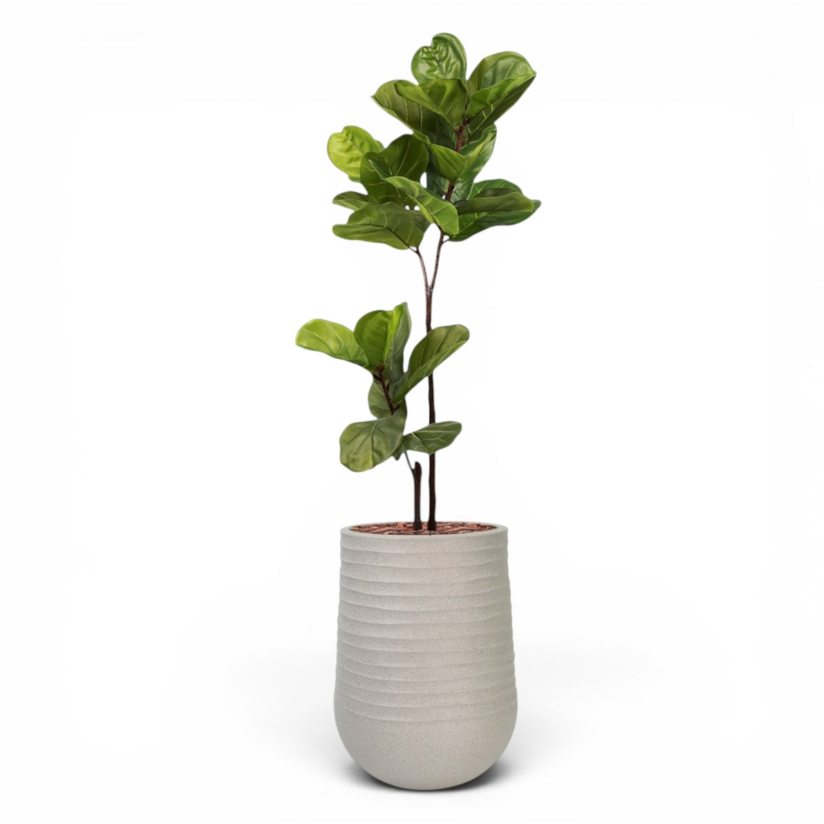 Artimis Planter M Beige With Ficus Fiddle Leaf 120cm