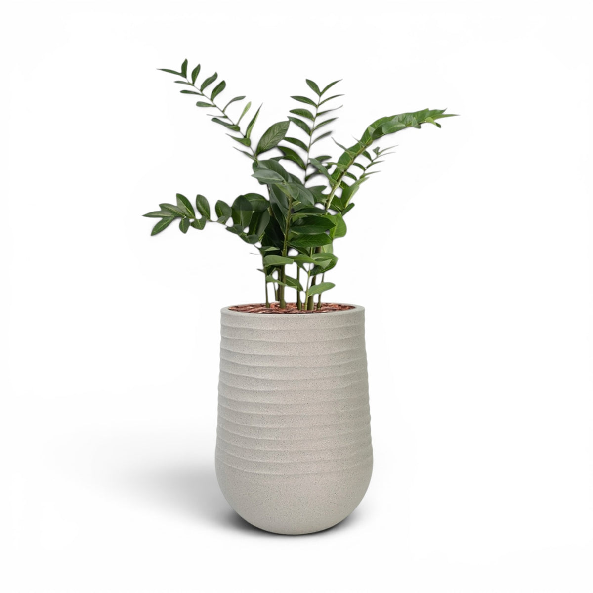 Artimis Planter M Beige With Zamifolia 90cm