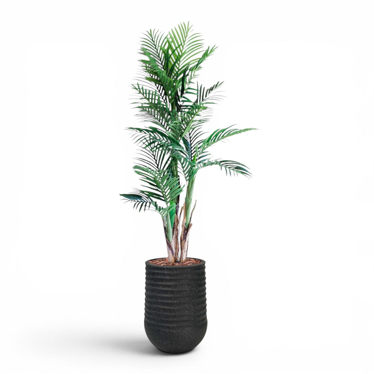 Artimis Planter M Black With Areca Palm 150cm