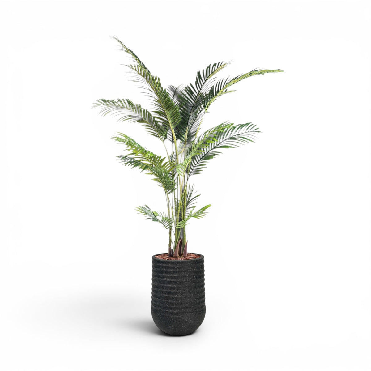 Artimis Planter M Black With Areca Palm 170cm
